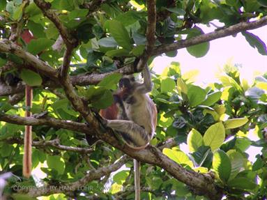 Monkeys and mangroves on Zanzibar, DSC06915b